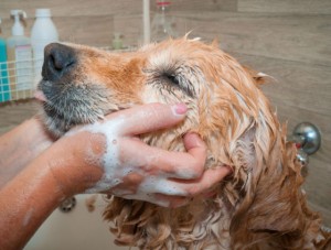 bathing dog