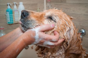 bathing dog